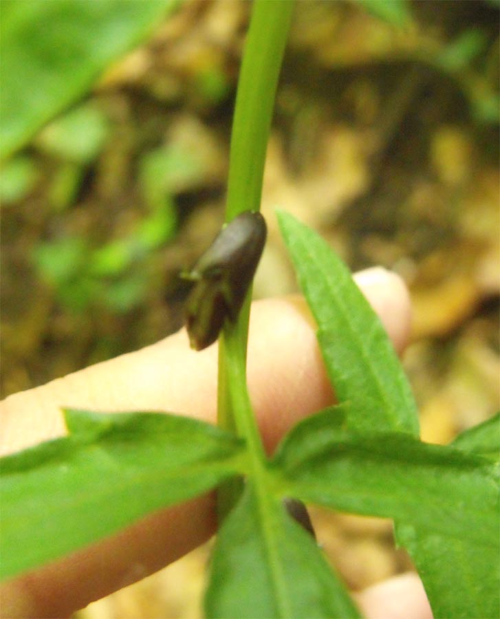 Dal Gargano, Cardamine bulbifera